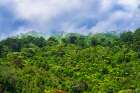 Lush forest, Paparoa National Park, Punakaiki, New Zealand Art Print